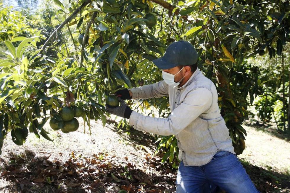 Fotografía de archivo fechada el 16 de julio de 2021 de un trabajador mientras recolecta aguacates en Marinilla (Colombia). El aguacate es uno de los productos más populares de Latinoamérica en los últimos años. EFE/Luis Eduardo Noriega A.