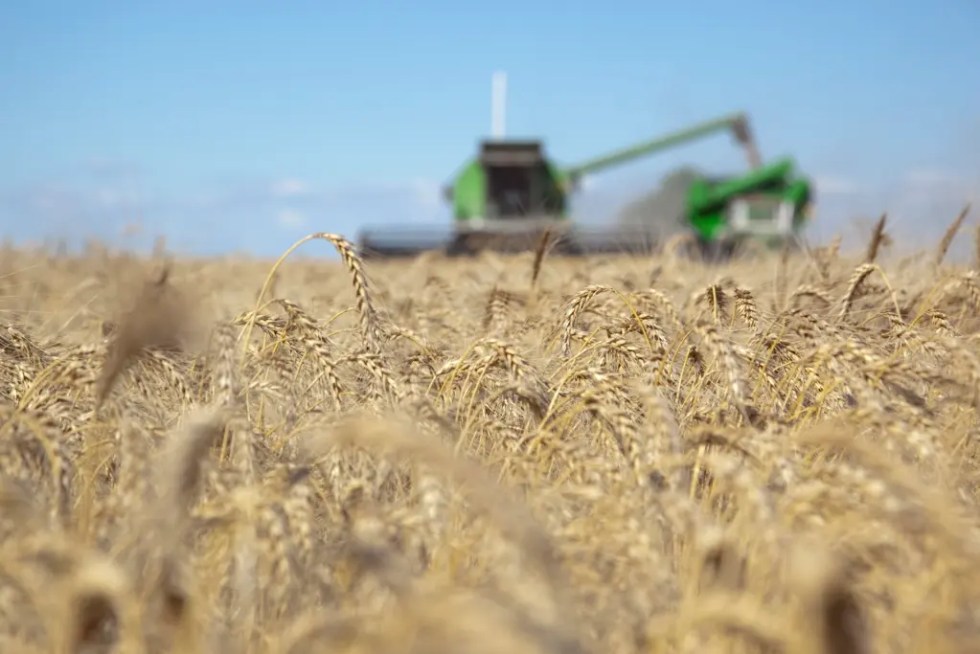 Fotografía cedida por la Secretaría de Agricultura, Ganadería y Pesca de Argentina que muestra un campo de trigo en Buenos Aires (Argentina). EFE/ Secretaría De Agricultura Ganadería Y Pesca De La Nación
