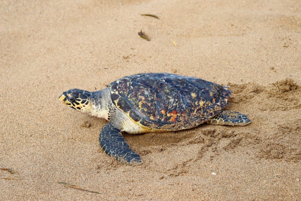 tortugas marinas